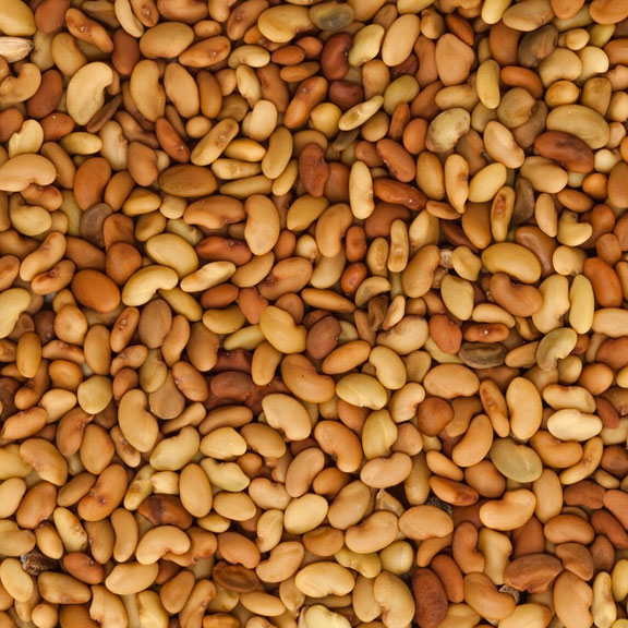 Premium Agricultural Seeds wholesale crop seed Kentucky Illinois Tri-State Area company near me Indiana Bulk Seed Supplier