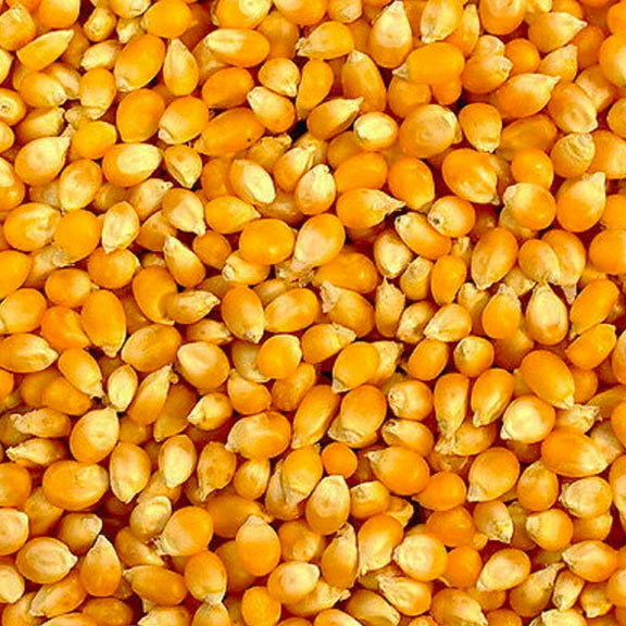 Premium Agricultural Seeds hybrid corn seed Indiana Kentucky Illinois wholesale crop seed Tri-State Area company near me Bulk Seed Supplier