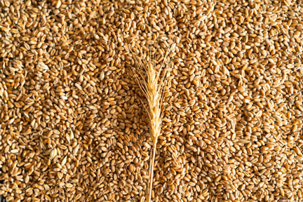 Seed Sales and Fertilizer Spreading